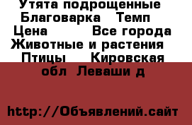 Утята подрощенные “Благоварка“,“Темп“ › Цена ­ 100 - Все города Животные и растения » Птицы   . Кировская обл.,Леваши д.